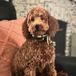 Maggie - Goldendoodle