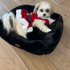 Morkie and Shorkie Puppies from Lil Luxe Pups