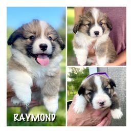 Boy 2 - Pembroke Welsh Corgi puppy in Roanoke, Indiana from J & S Corgi's