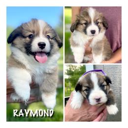 Boy 2 - Pembroke Welsh Corgi puppy in Roanoke, Indiana from J & S Corgi's
