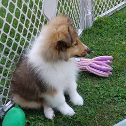 Shetland Sheepdog Puppies from Triple S Shelties