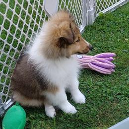 Shetland Sheepdog Puppies from Triple S Shelties