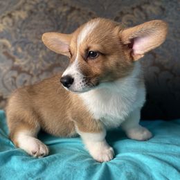 Teal collar male-sable - Sable and white male American Corgi puppy in Coleta, Illinois from Four Leaf Farm- Vom Vierblättriges Bauernhof