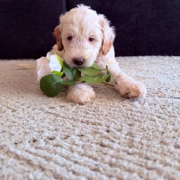 Kathani - Parti female Goldendoodle puppy in Barstow, California from Golden Desert Doodles