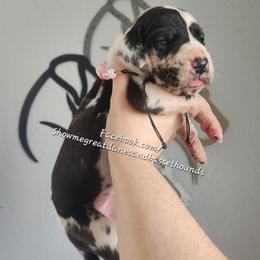 Pink Collar - Harlequin female Great Dane puppy in Alton, Illinois from Show Me Great Danes and Basset Hounds