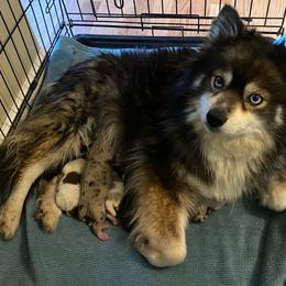 Pomsky puppies from Kristie’s Husky Haven