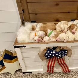 Goldendoodles from Dean’s Doodles & Poodles
