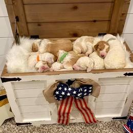Goldendoodles from Dean’s Doodles & Poodles