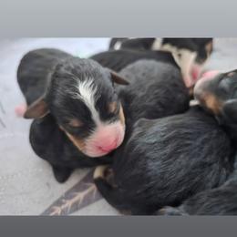 Girl 2 - Tri-color female Bernedoodle puppy in Galt, Missouri from Only Doodles!