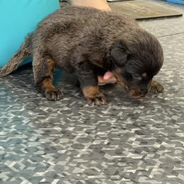 Strange color - Black and rust male Beauceron puppy in Floyd’s Knobs, Indiana from Birdwing Beaucerons
