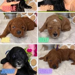 Aussiedoodle Puppies from Iron Doodles