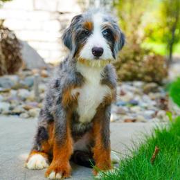 Josh (level 2 socialization program grad) - Merle male Bernedoodle puppy in Dundee, Ohio from Down Home Doodle