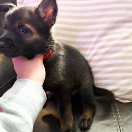 Female 4 - Sable female German Shepherd puppy in Denver, Colorado from Morales Kennels
