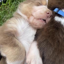 Australian Shepherd Puppies from Quiet Cove Kennels