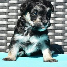 Violet - Black and tan female Havanese puppy in Angier, North Carolina from Hoppy Havanese