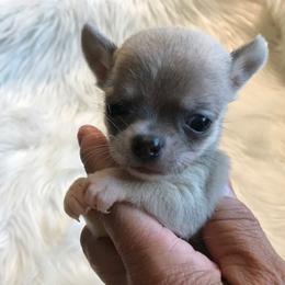 Chihuahua Puppies from Chilove Chihuahuas