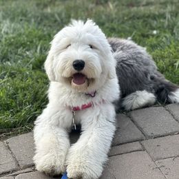 Tula - Old English Sheepdog