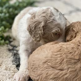 Poodle Puppies from Home of Doodles