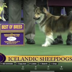 Icelandic Sheepdog All Grown Up from Tri-Star Icelandics