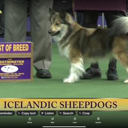 Icelandic Sheepdog All Grown Up from Tri-Star Icelandics