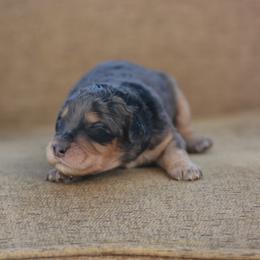 Black - Blue merle male Bernedoodle puppy in Scottsboro, Alabama from Dixie Land Doodles