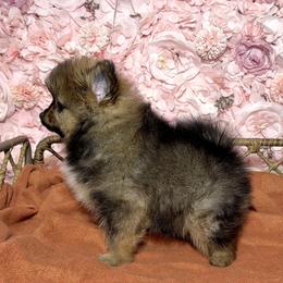 Pomeranian Puppies from Nel’s Pomeranians