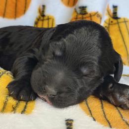 Boy 2 - Goldendoodle puppy in Gainesville, Florida from Honeydoodles