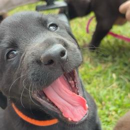Blackbird, orange collar - Black male Labrador Retriever puppy in Longmont, Colorado from Cornwell Labradors