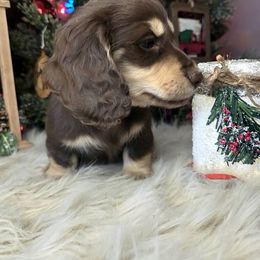 Kaiser (Roll) - Chocolate and cream male Dachshund puppy in Batesville, Arkansas from Willow Tree Dachshunds