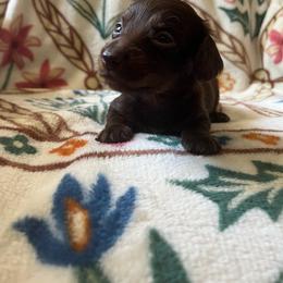 Buttons - Chocolate and tan female Dachshund puppy in Milroy, Pennsylvania from Not Your Average Weiner