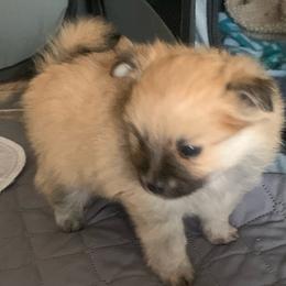 Boy 1 - Orange sable male Pomeranian puppy in Gotha, Florida from Jazzi’s Poms