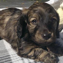 DBs Handel Allemande (Al) - Cream male Dachshund puppy in Summerfield, Florida from D & B Ranchette