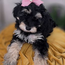 Ocean - Phantom female Goldendoodle puppy in Decatur, Tennessee from Diamond's Doodles