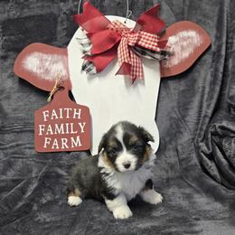 PiNK female - Black and tan female Pembroke Welsh Corgi puppy in Harrisburg, Illinois from Parish Corgis