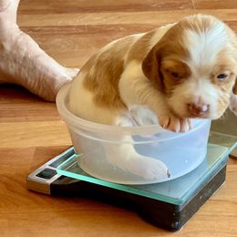 Brittany Puppies from Hellfinger Bird Dogs