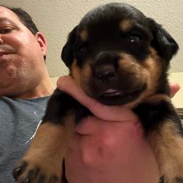 Gray boy - Black and mahogany male Rottweiler puppy in Colorado Springs, Colorado from Von Locher Rotties