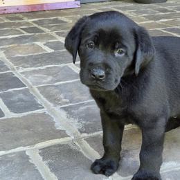 Mo - Black male Labrador Retriever puppy in Gaffney, South Carolina from Circle D Farms