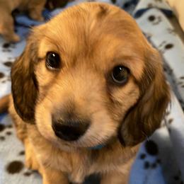 Teal Collar Male - Cream male Dachshund puppy in Madison, Indiana from Jensen Dobermans and Dachshunds