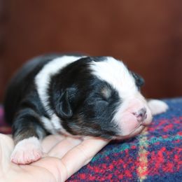 Boy 5 - male Australian Shepherd puppy in Noxon, Montana from MITIN Aussies AKC Standard Australian Shepherds