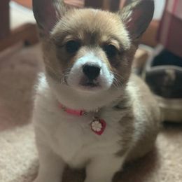 Pembroke Welsh Corgis from Bluegrass Royalty