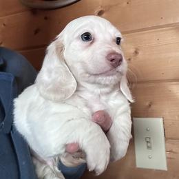 Henry - Cream male Dachshund puppy in Cheyenne, Wyoming from Great Basin Hounds