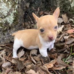 Catahoula Leopard Dog, Cocker Spaniel, Pomeranian, and Teddy Roosevelt Terrier Puppies from Rich Cat’s