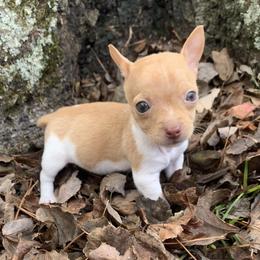 Catahoula Leopard Dog, Cocker Spaniel, Pomeranian, and Teddy Roosevelt Terrier Puppies from Rich Cat’s