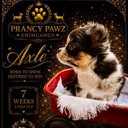 AKC Axle - Merle male Chihuahua puppy in Columbus, Nebraska from Prancy Pawz