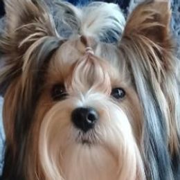 Yorkshire Terriers from Yorkie Avenue