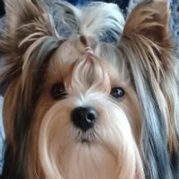 Yorkshire Terriers from Yorkie Avenue