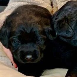 Labrador Retrievers from Splash Labradors