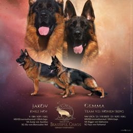 German Shepherd puppies from Haus of Beautiful Chaos German Shepherds