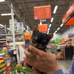 Tiny Tim - Black and tan male Yorkshire Terrier puppy in Illinois from Pretty Little Yorkies