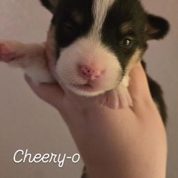 Cheery-o - Black and tan male Pembroke Welsh Corgi puppy in Citrus Heights, California from The Joy of Corgis